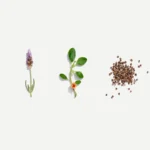 FemaleTonic-Ingredients