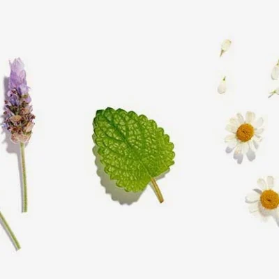 lovetea-calming-ingredients